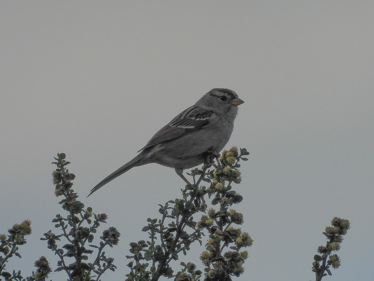 Bruant à couronne blanche - ML626990762