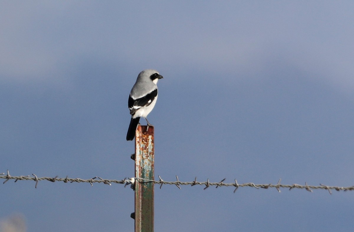 Loggerhead Shrike - ML626990763