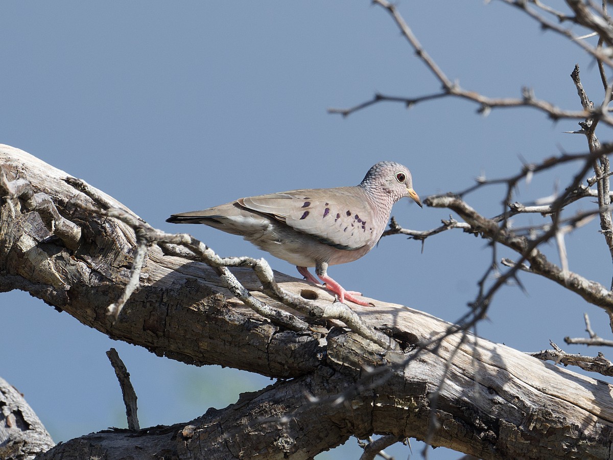 Common Ground Dove - ML626990878