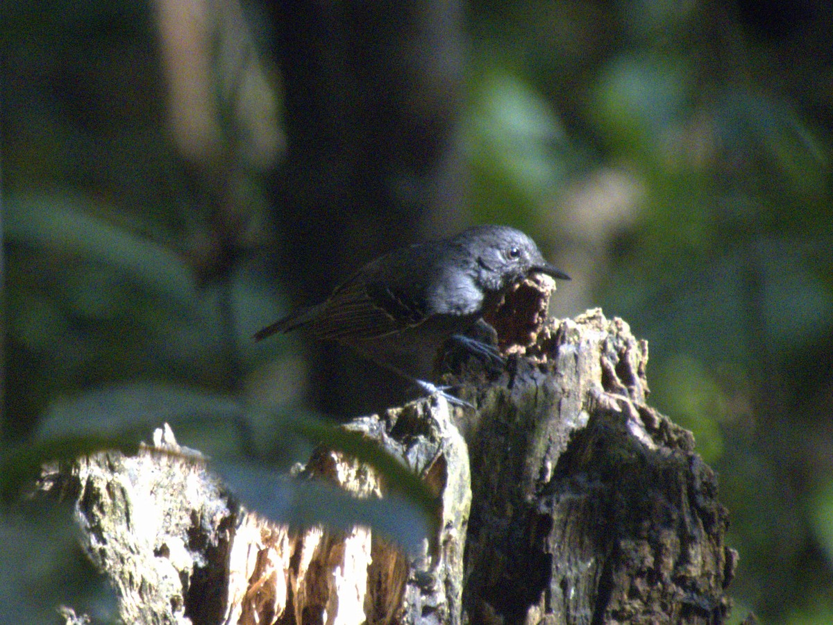 Willis's Antbird - ML626991016