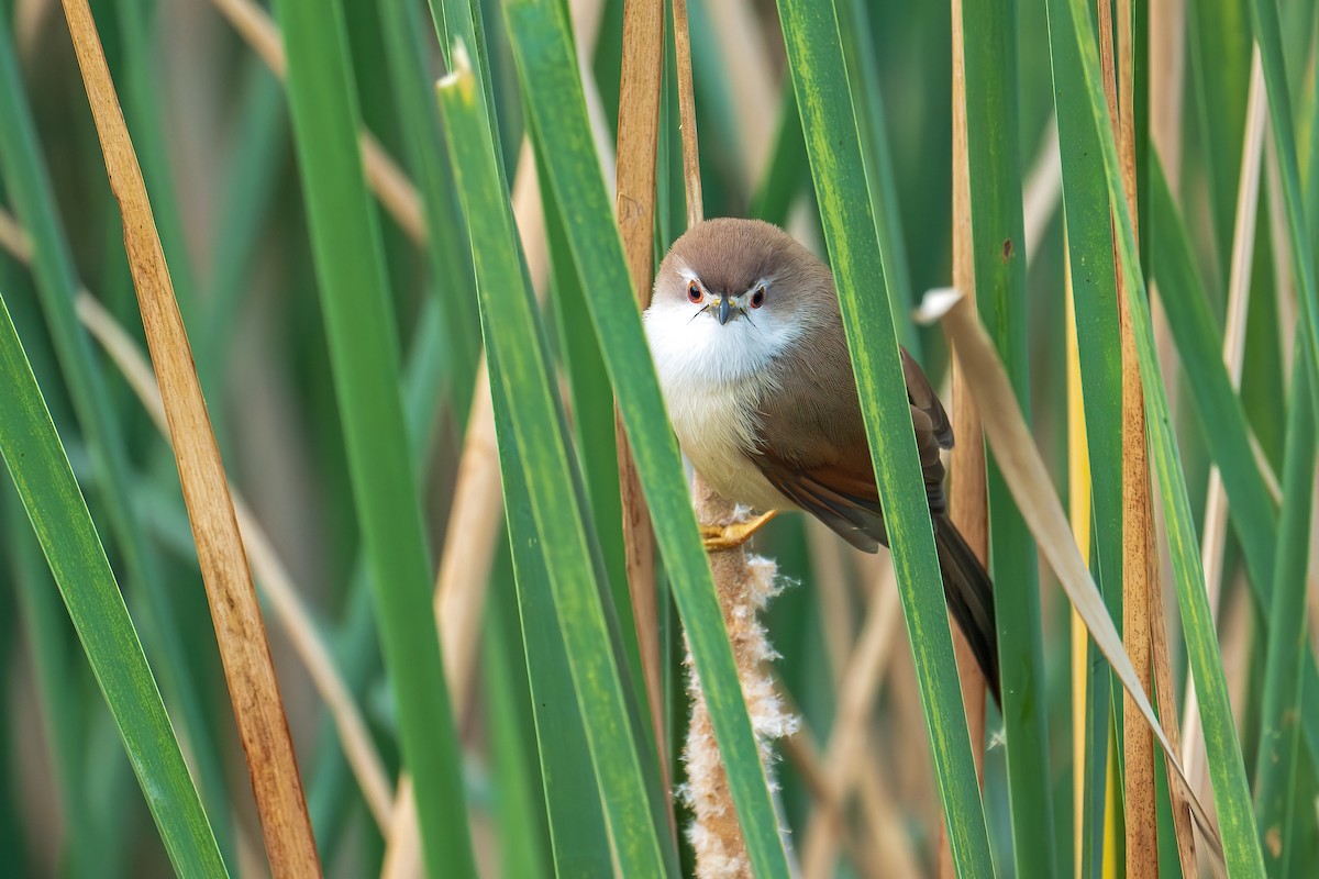Yellow-eyed Babbler - ML626991079