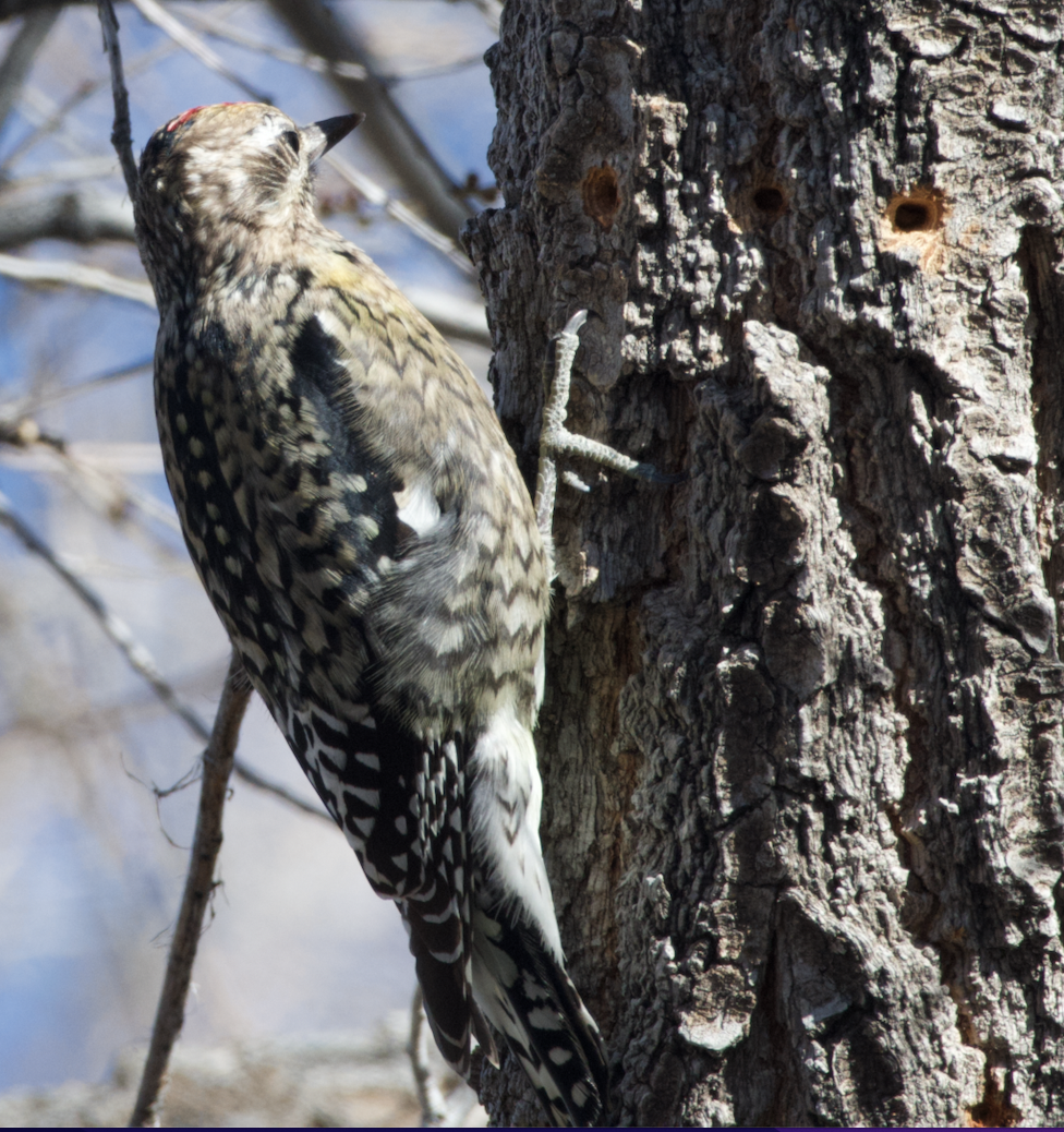 Yellow-bellied Sapsucker - ML626991219