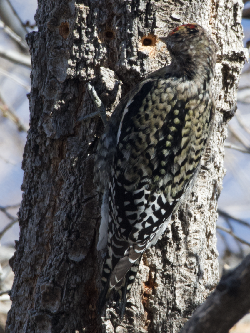 Yellow-bellied Sapsucker - ML626991220