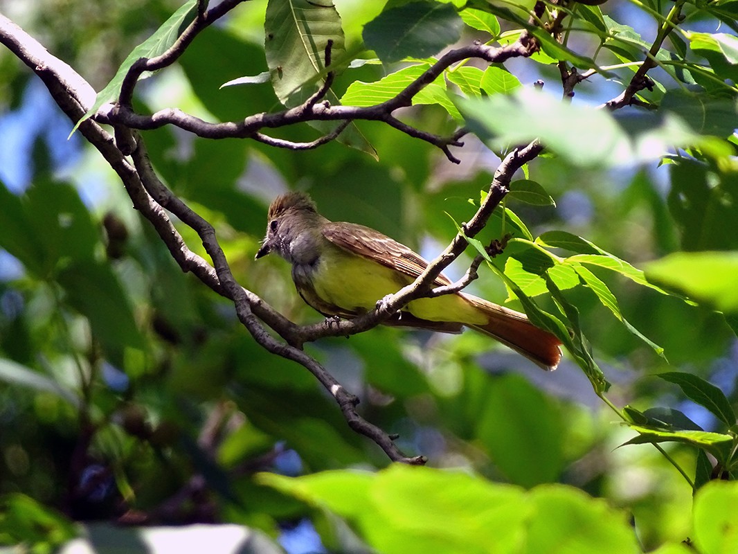 Great Crested Flycatcher - ML62699131