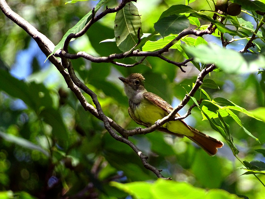 Great Crested Flycatcher - ML62699141