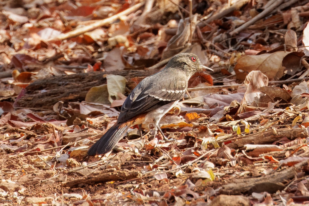 Caatinga Black-Tyrant - ML626991623