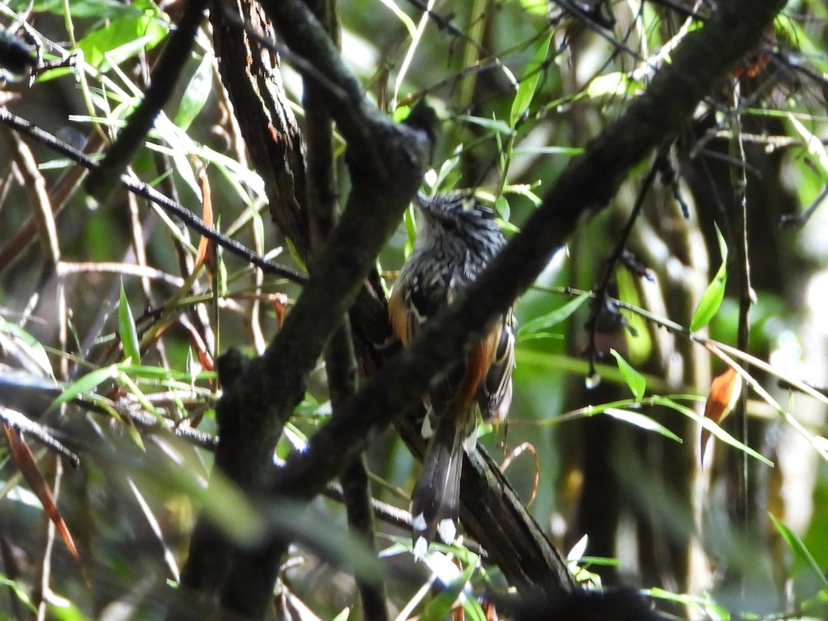 Klages's Antbird - ML626991714