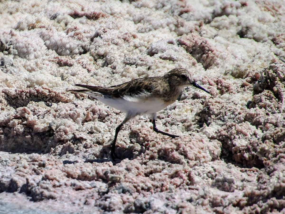 Baird's Sandpiper - ML626991769