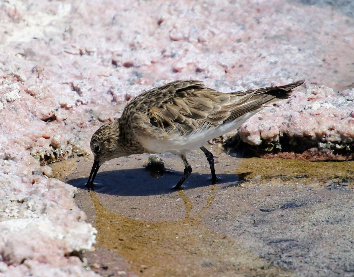 Baird's Sandpiper - ML626991770
