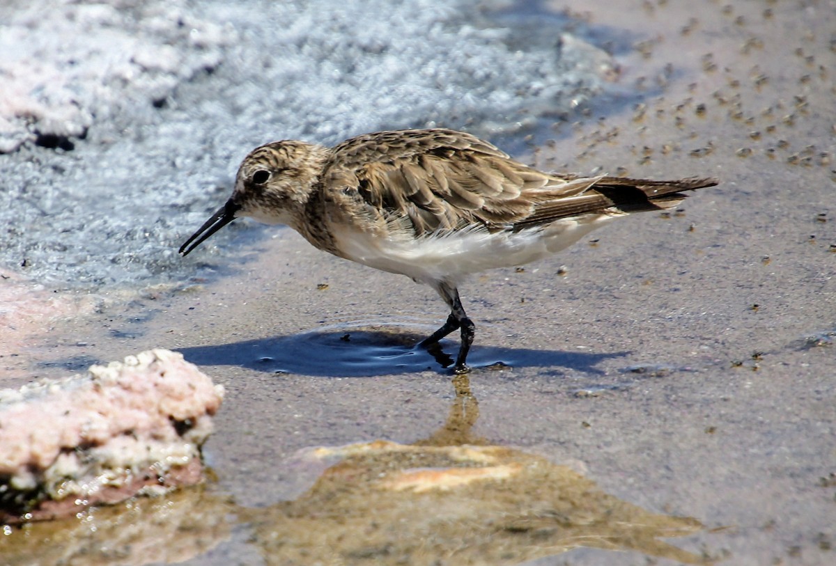 Baird's Sandpiper - ML626991772