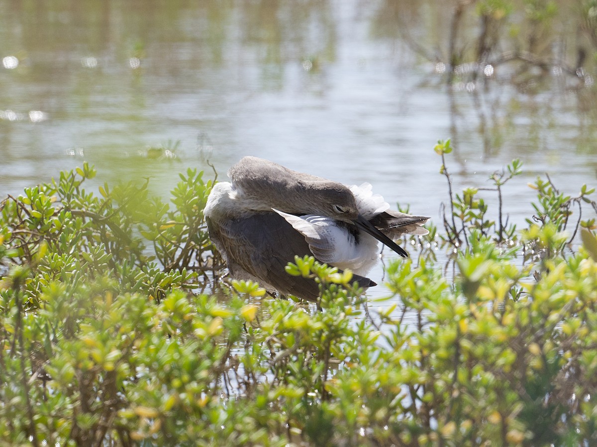 Willet - ML626991917