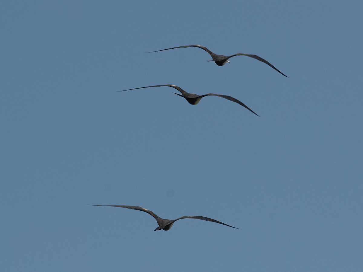 Magnificent Frigatebird - ML626992078