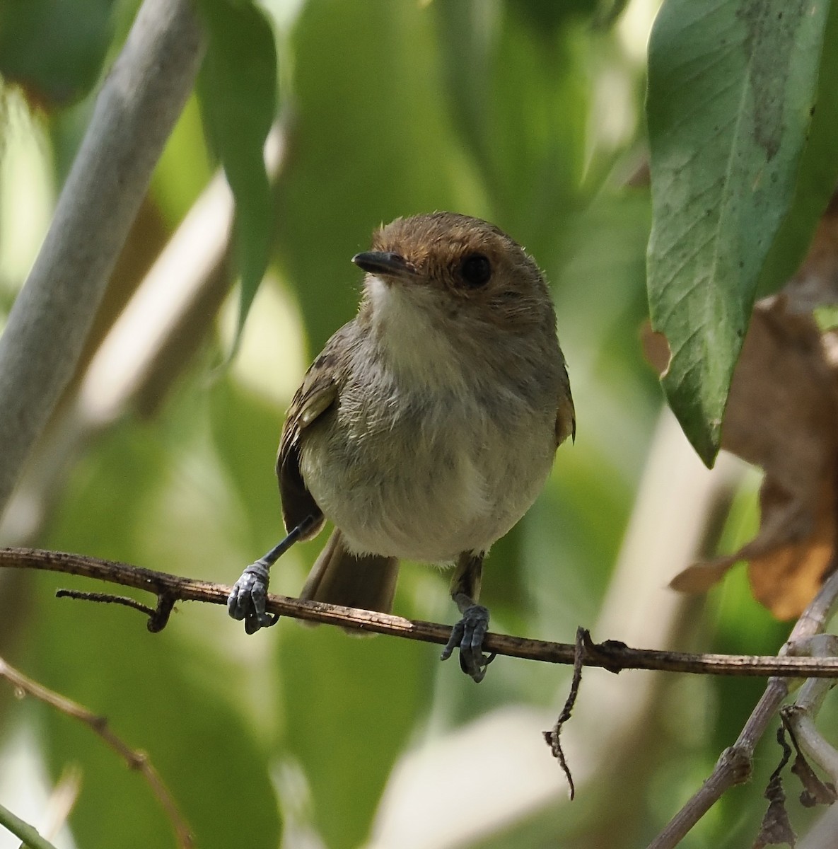 Fulvous-faced Scrub-Tyrant - ML626992220