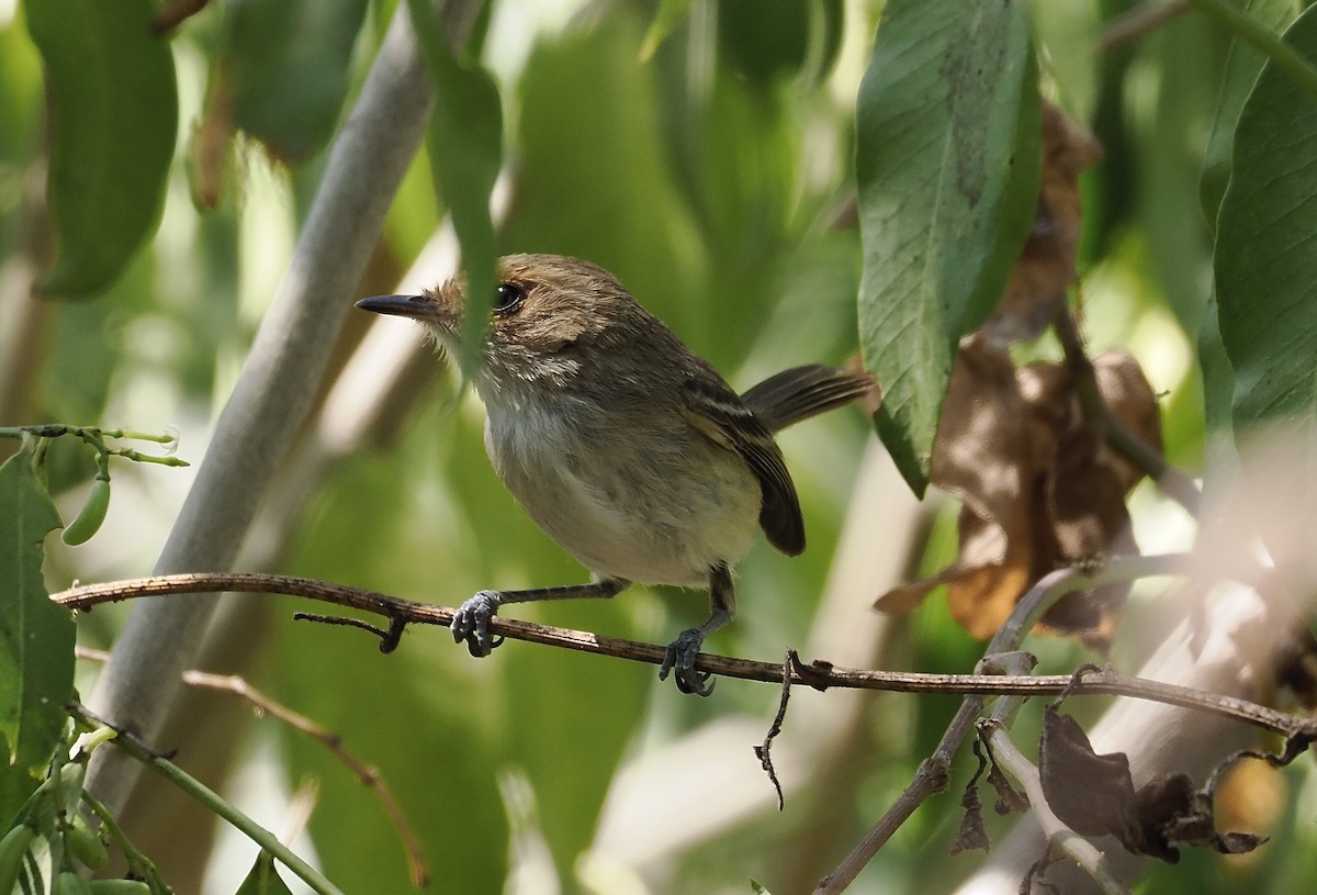 Fulvous-faced Scrub-Tyrant - ML626992221