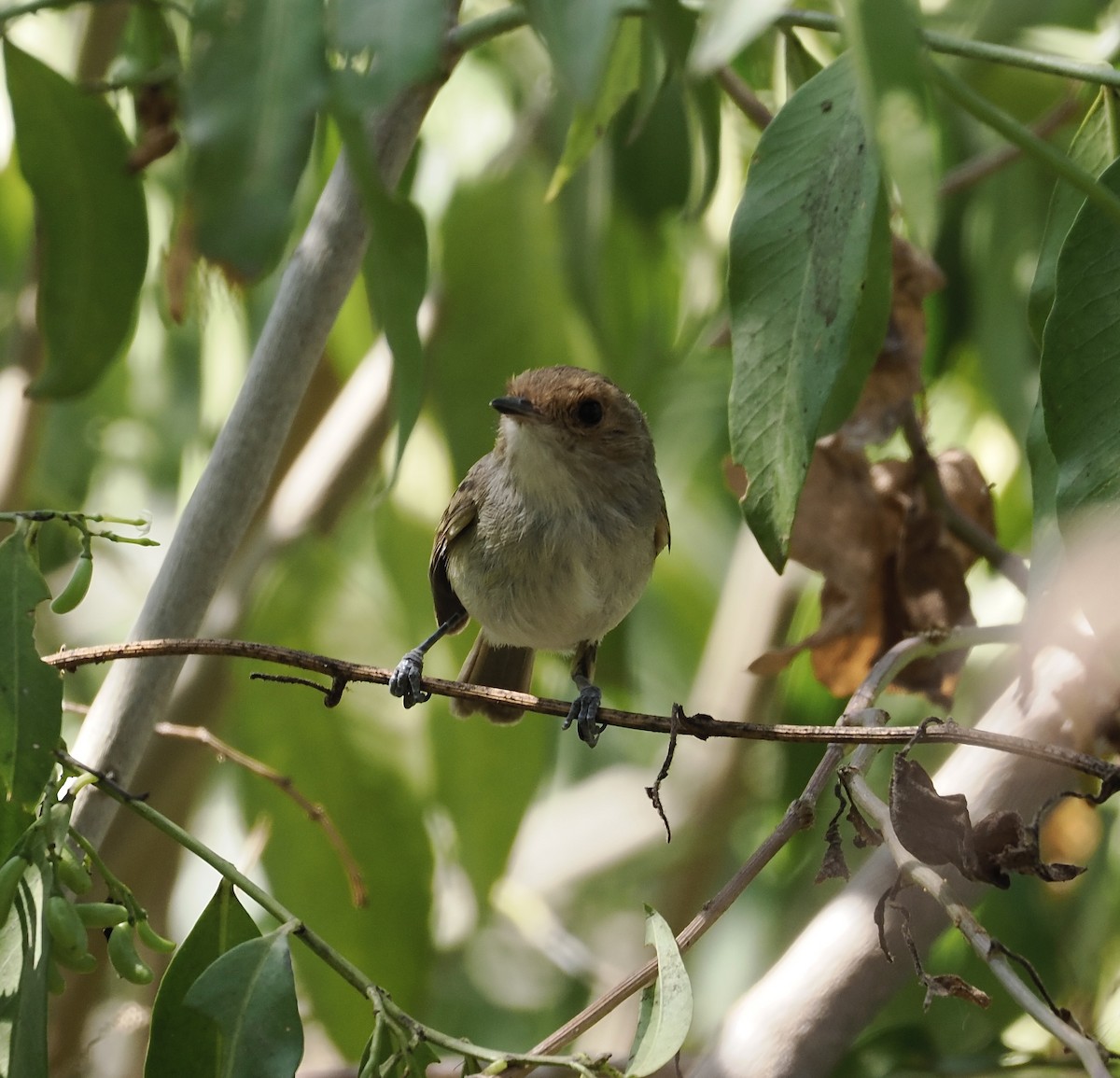 Fulvous-faced Scrub-Tyrant - ML626992222