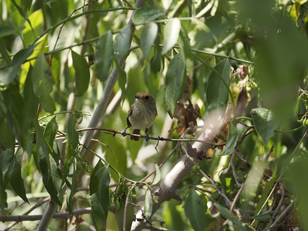 Fulvous-faced Scrub-Tyrant - ML626992312