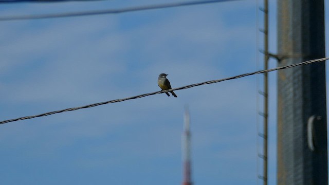 Cassin's Kingbird - ML626992457