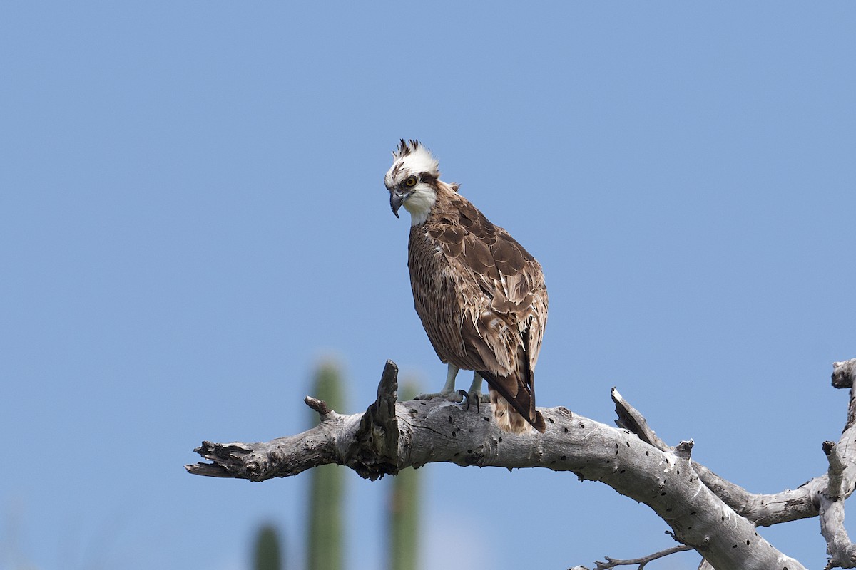 Osprey - ML626992685