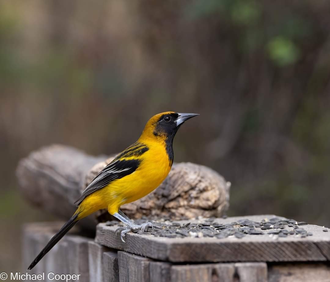 Altamira x Audubon's Oriole (hybrid) - ML626992807