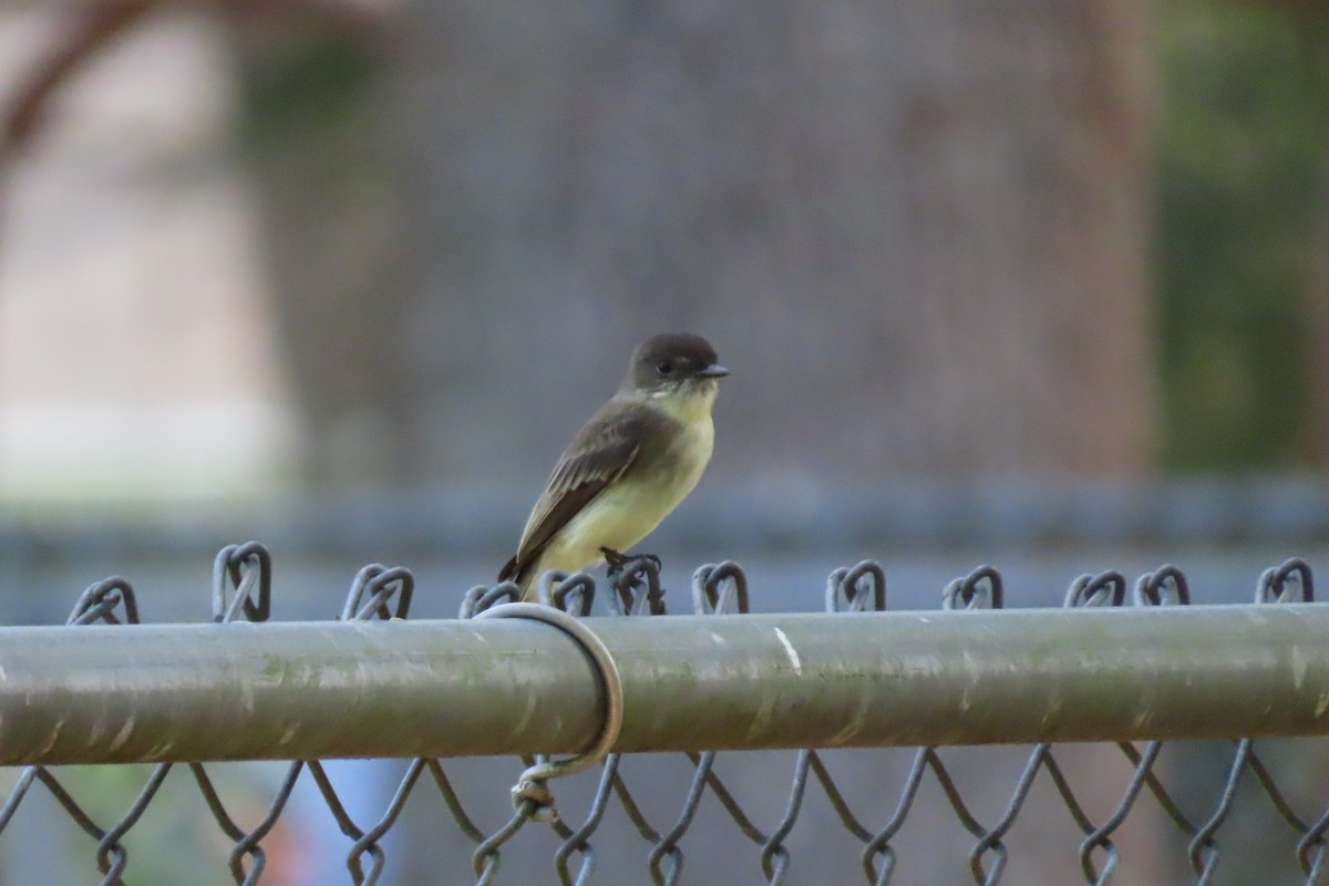Eastern Phoebe - ML626993044
