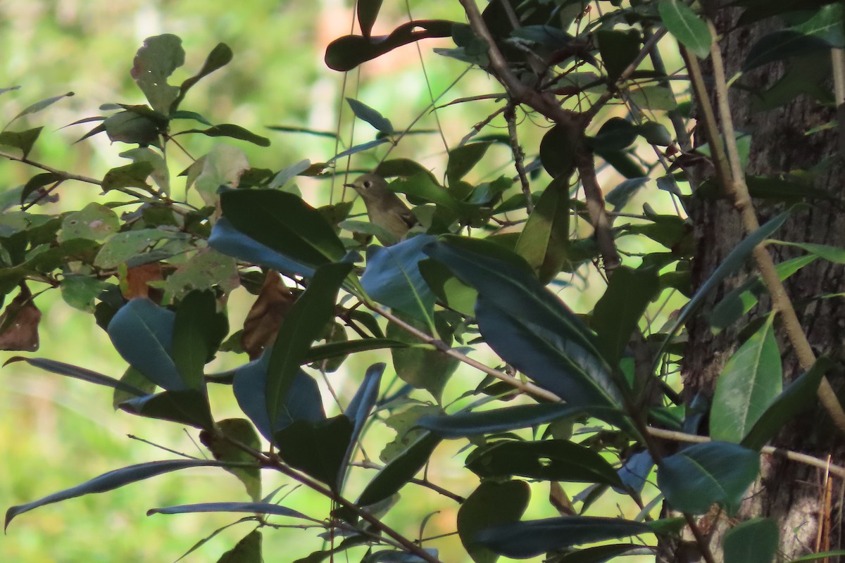 Ruby-crowned Kinglet - ML626993052