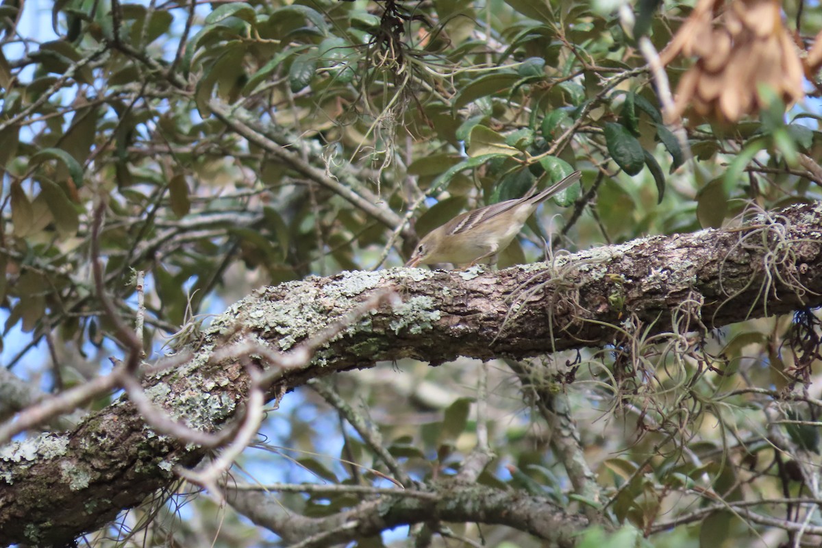 Pine Warbler - ML626993084