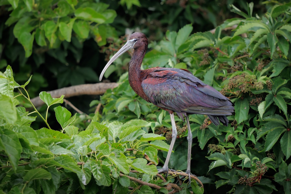 bronseibis - ML626993174