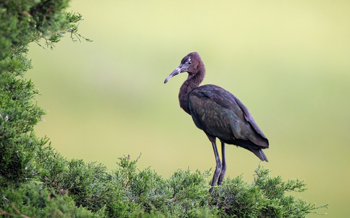 bronseibis - ML626993178