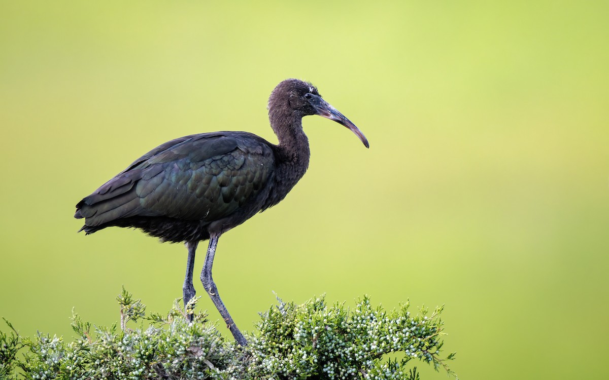 bronseibis - ML626993185