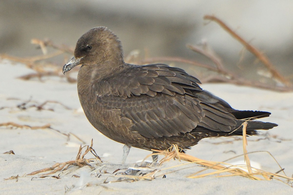 Pomarine Jaeger - ML626993199