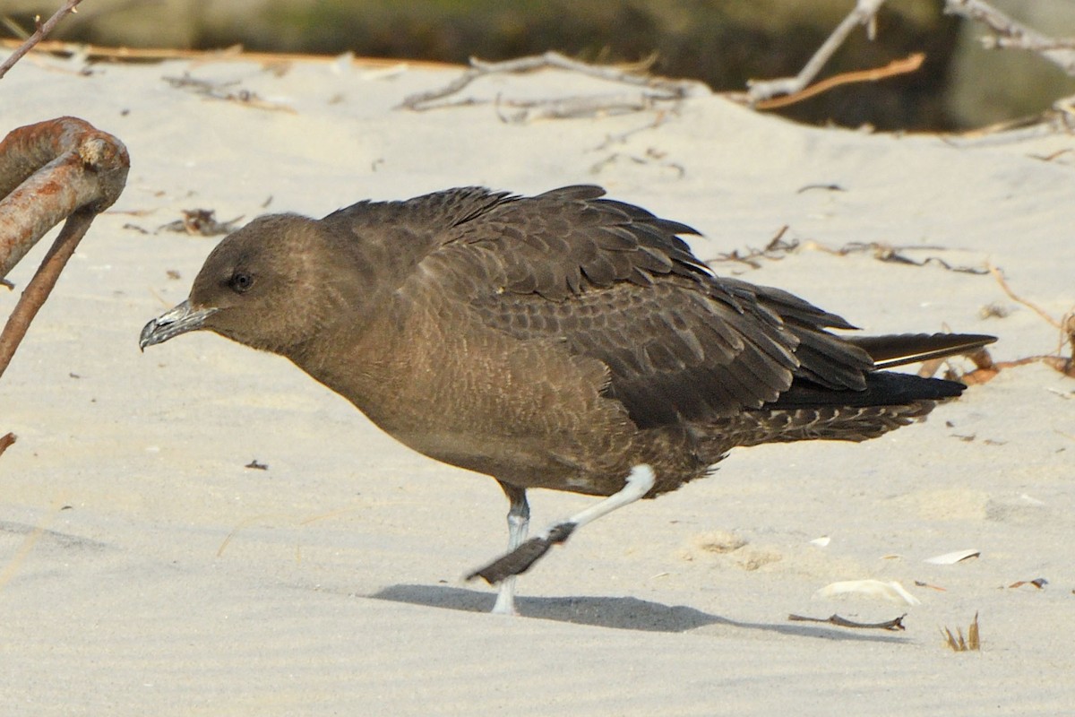 Pomarine Jaeger - ML626993200