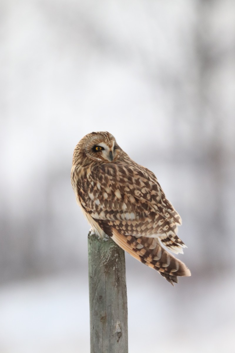 短耳鴞 - ML626993243