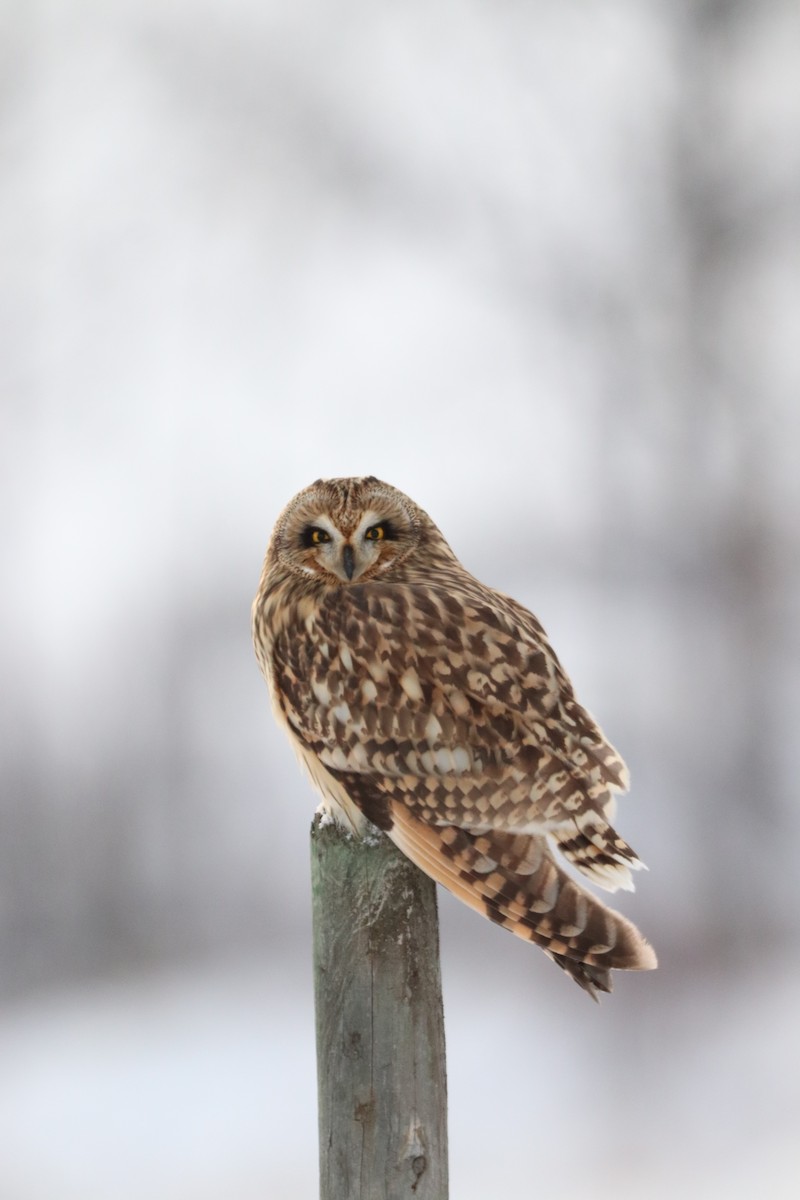 短耳鴞 - ML626993244