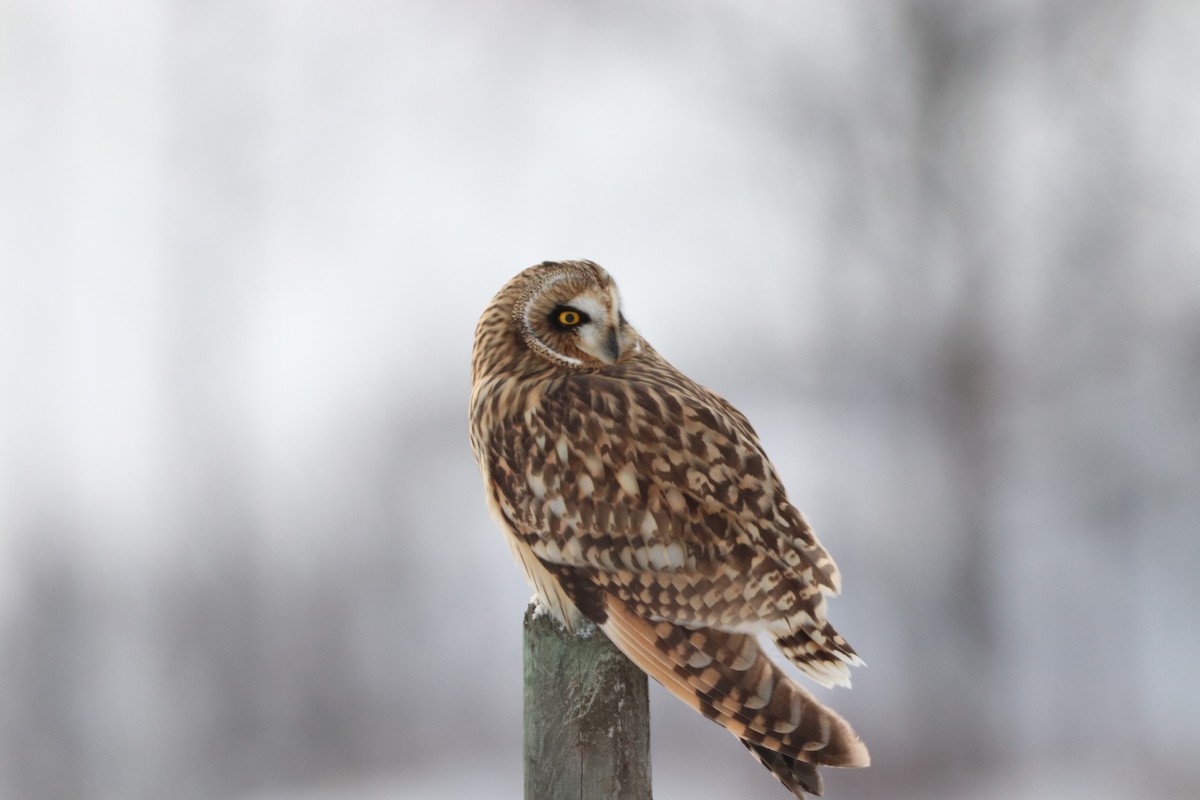 短耳鴞 - ML626993245