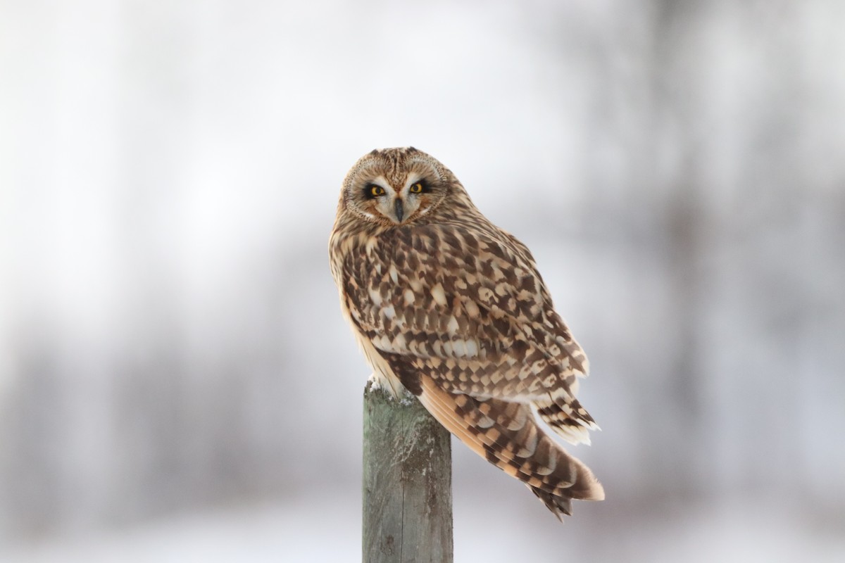 短耳鴞 - ML626993246