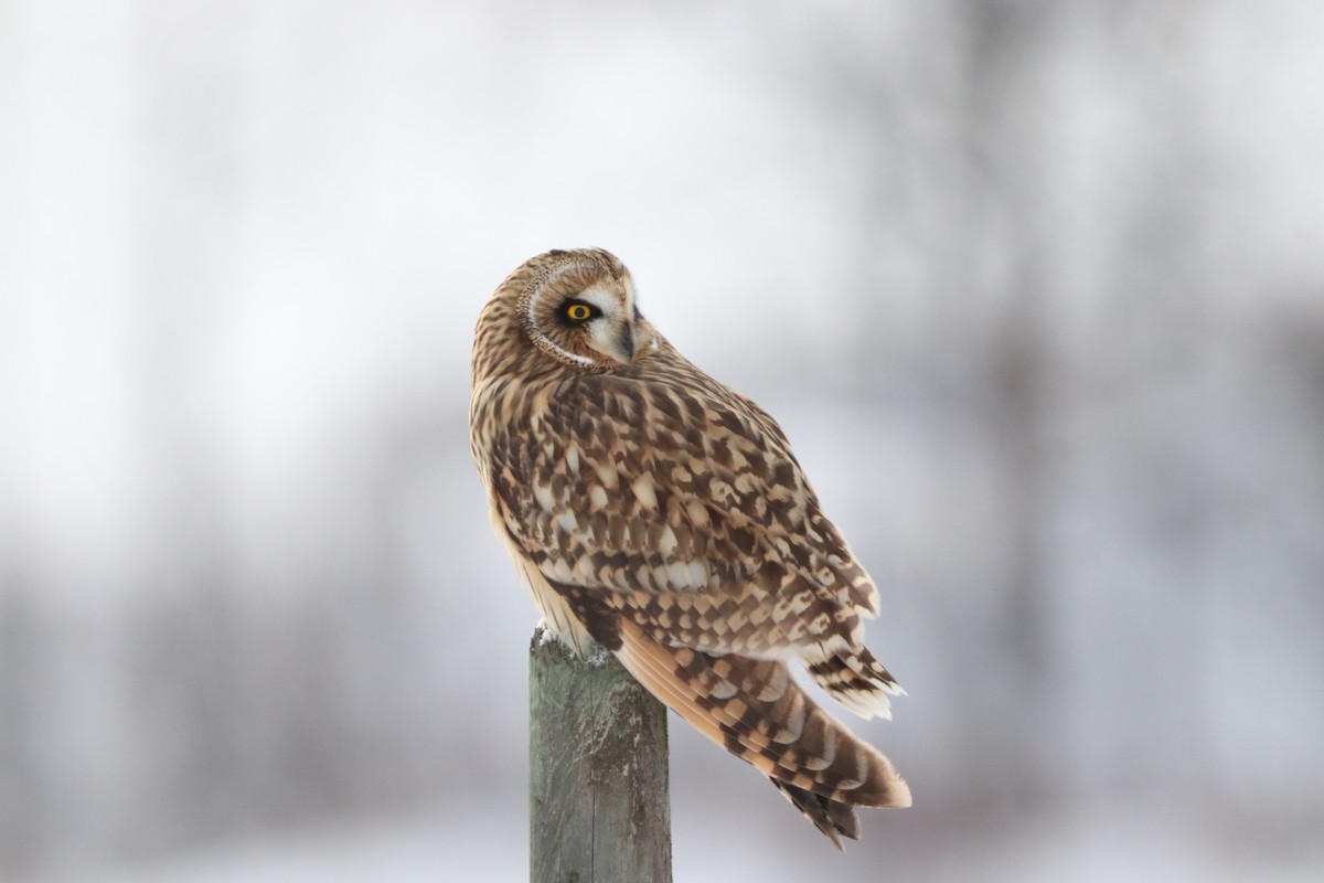 短耳鴞 - ML626993248