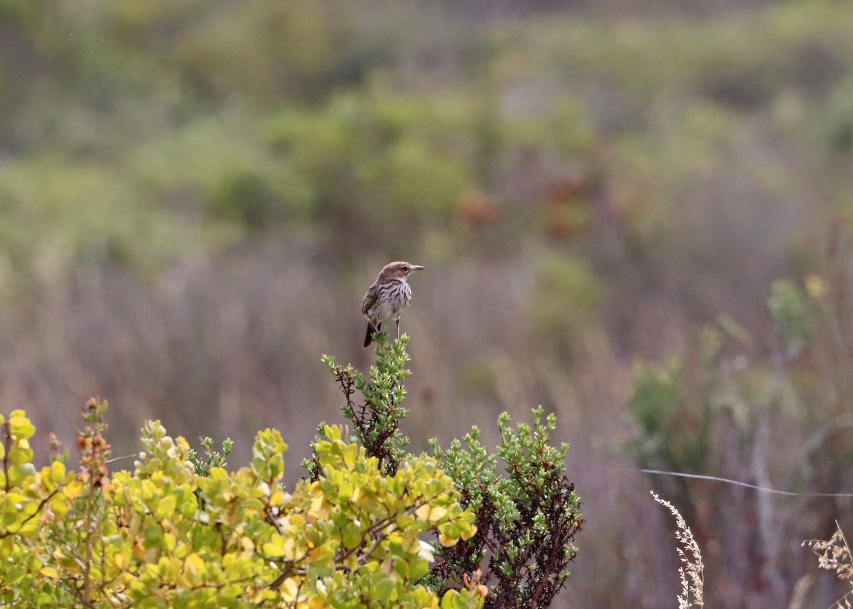 Karoo Lark - ML626993265