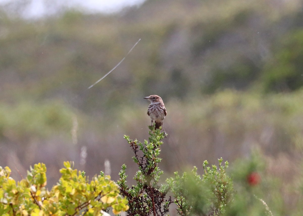 Karoo Lark - ML626993266