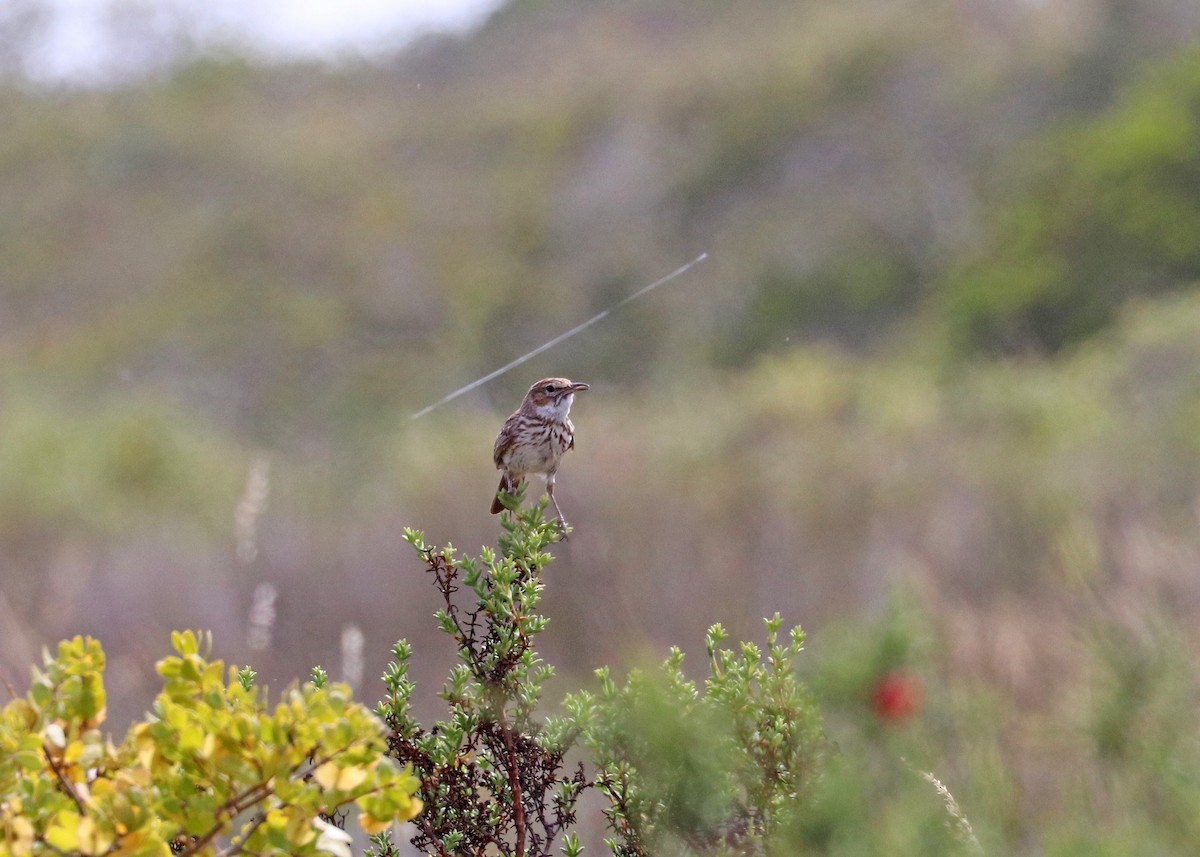 Karoo Lark - ML626993267