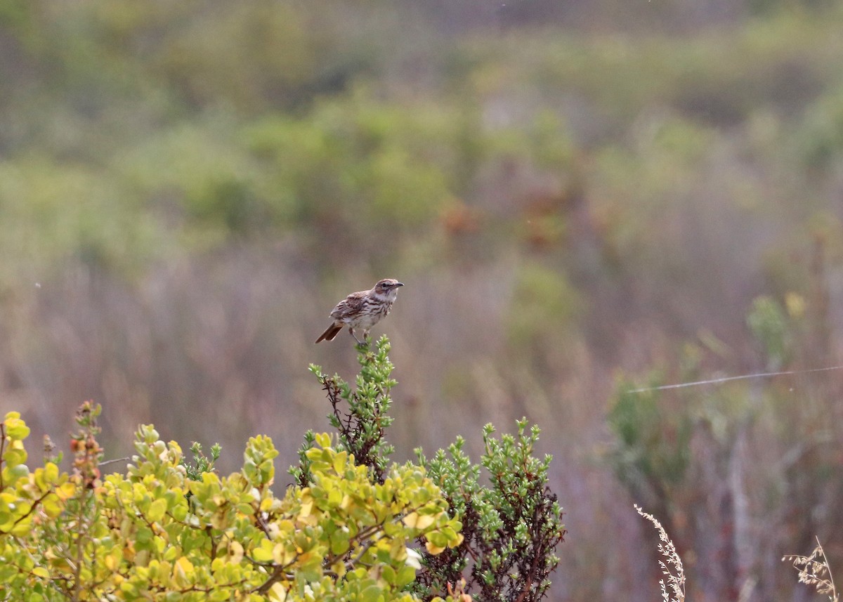 Karoo Lark - ML626993268