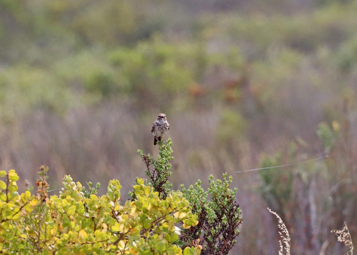 Karoo Lark - ML626993269