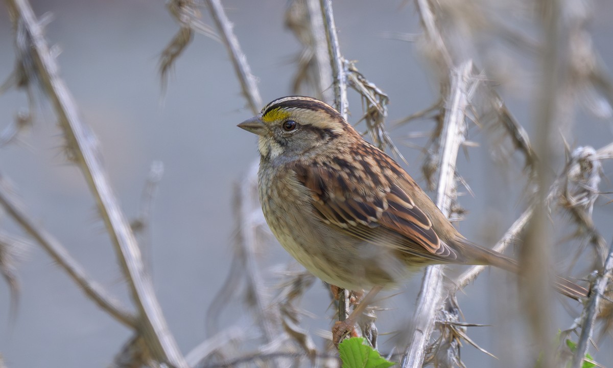 White-throated Sparrow - ML626993380