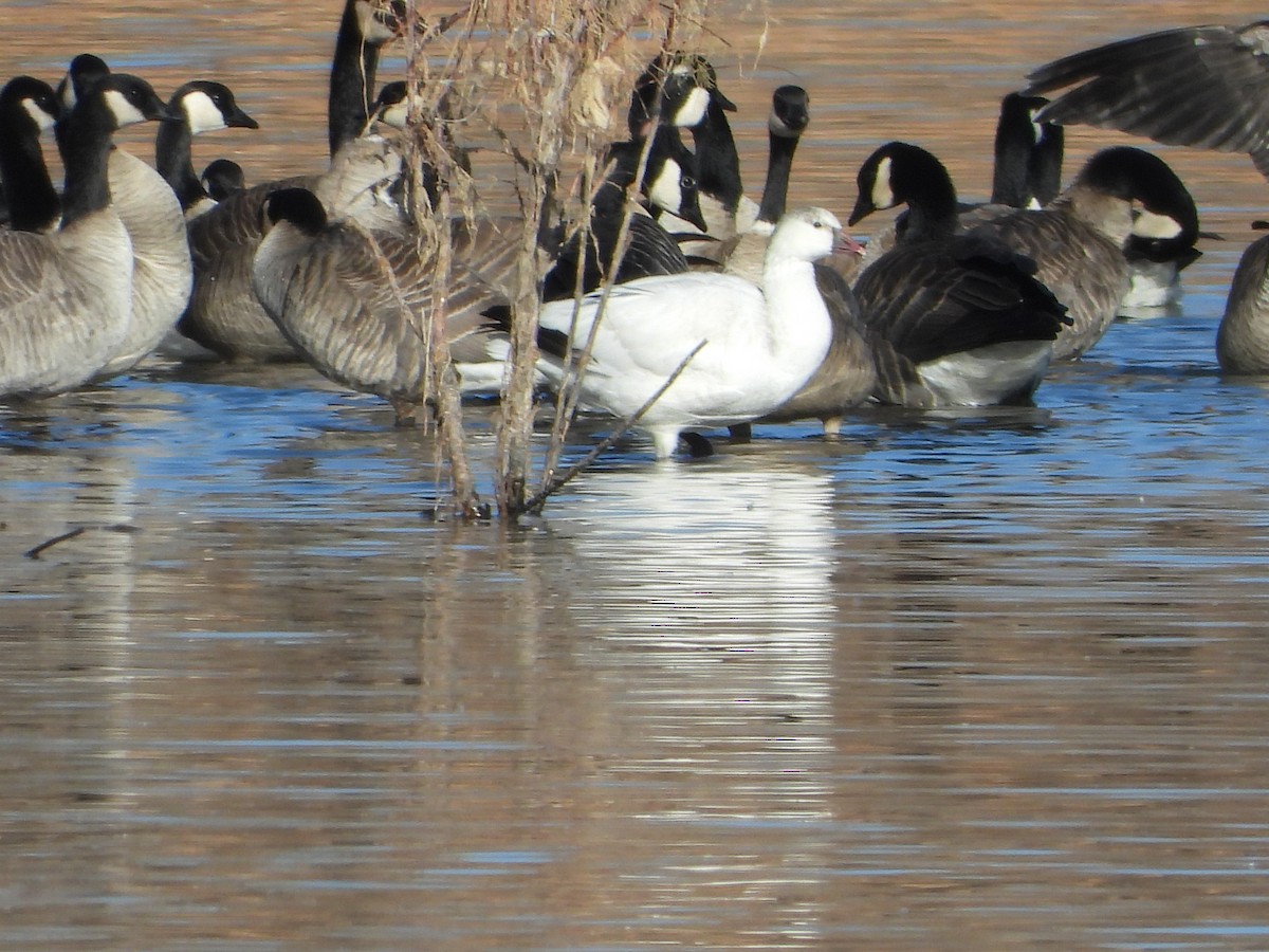 Ross's Goose - ML626993393