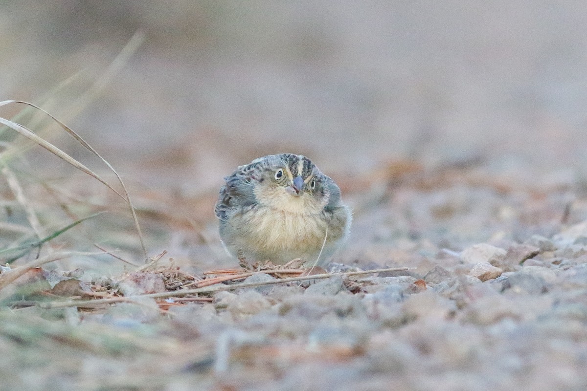 Grasshopper Sparrow - ML626993404