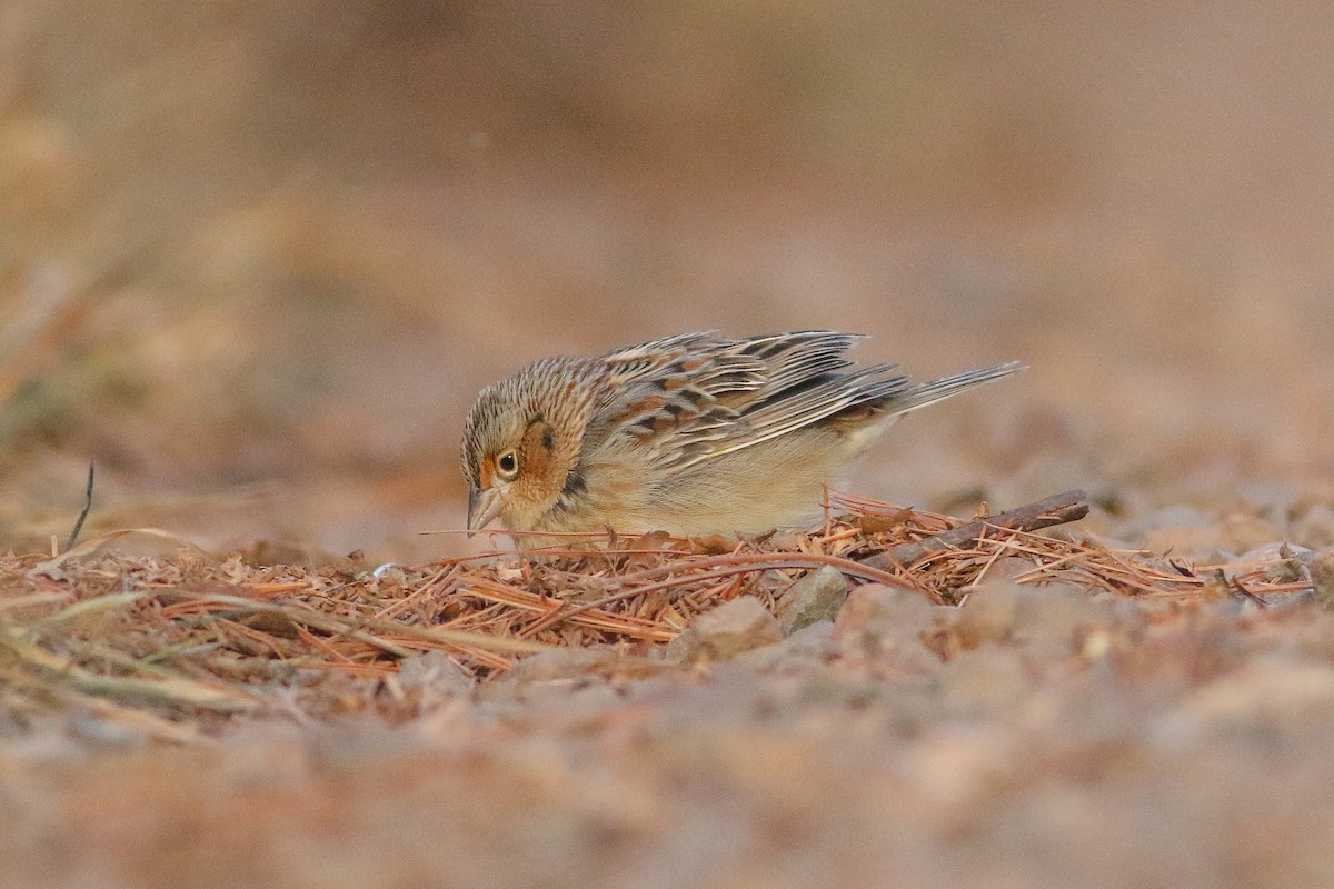 Grasshopper Sparrow - ML626993405