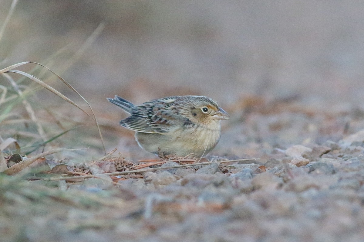 Grasshopper Sparrow - ML626993406