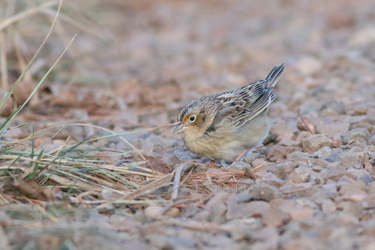 Grasshopper Sparrow - ML626993407