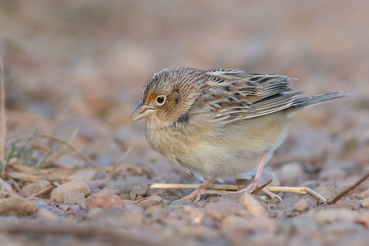 Grasshopper Sparrow - ML626993408