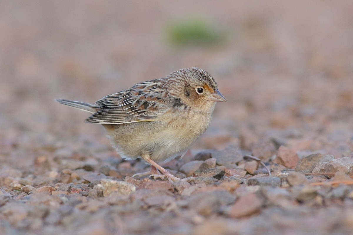 Grasshopper Sparrow - ML626993410