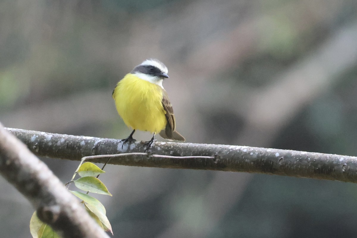 Social Flycatcher - ML626993429